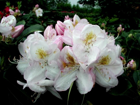 Różanecznik (Rhododendron) Gomer Waterer